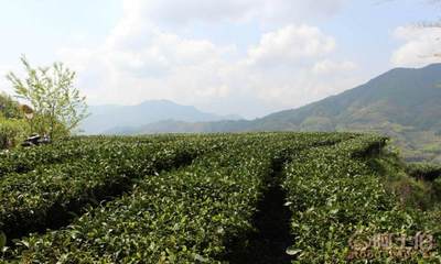 聚富春茶廠特級(jí)白毫銀針 品味福鼎白茶的全芽精華